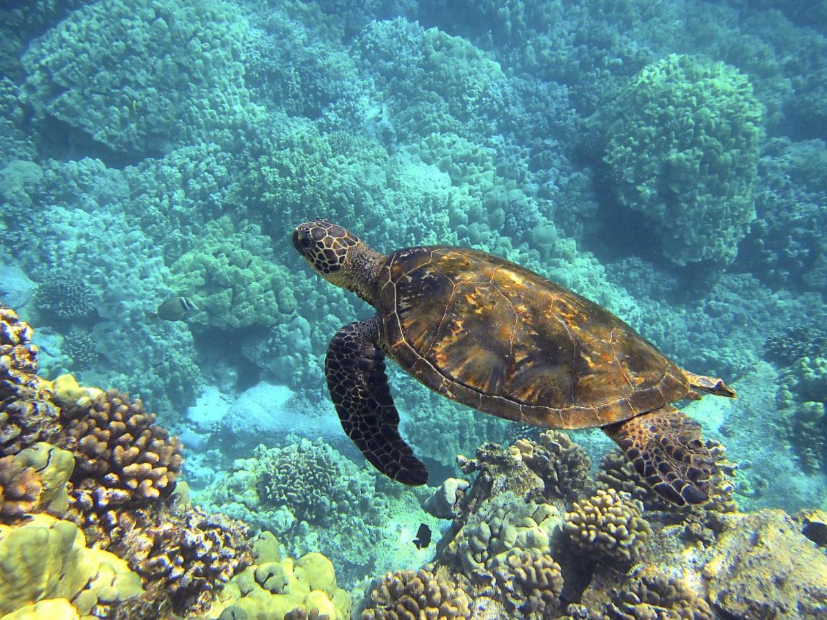 Superbe Bord De Mer, Acces Lagon Et Piscine Privee Paea Buitenkant foto
